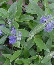 The bluebeard shrub thrives in drought like conditions