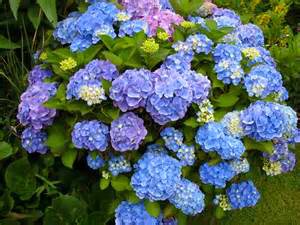 Hydraneas vibrant clusters of beautiful flowers will enhance your landscape