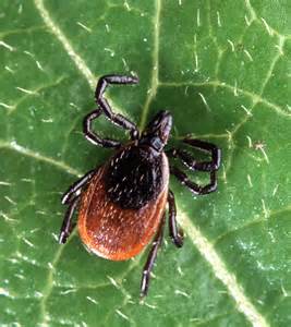 The tick, chigger and flea population has increased with the recent rains