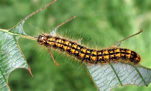 The tent caterpillar can cause severe defolliation to trees