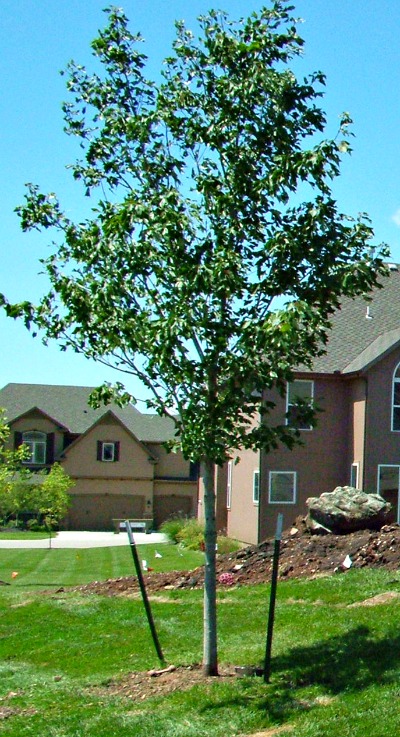 Tips for caring for your new tree