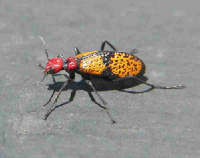 Blister Beetle