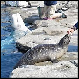 Animals of the Arctic Coast