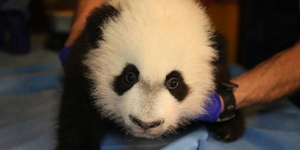 Adopt a Giant Panda_