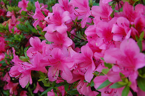 Azalea 2016