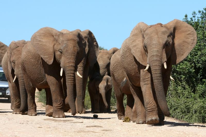 elephants
