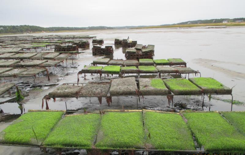 Shellfish beds