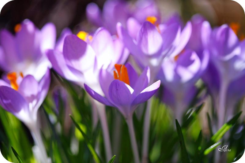 crocus