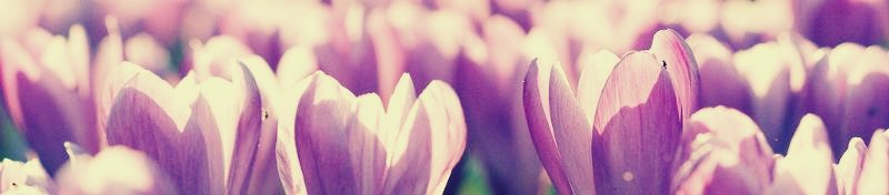crocus