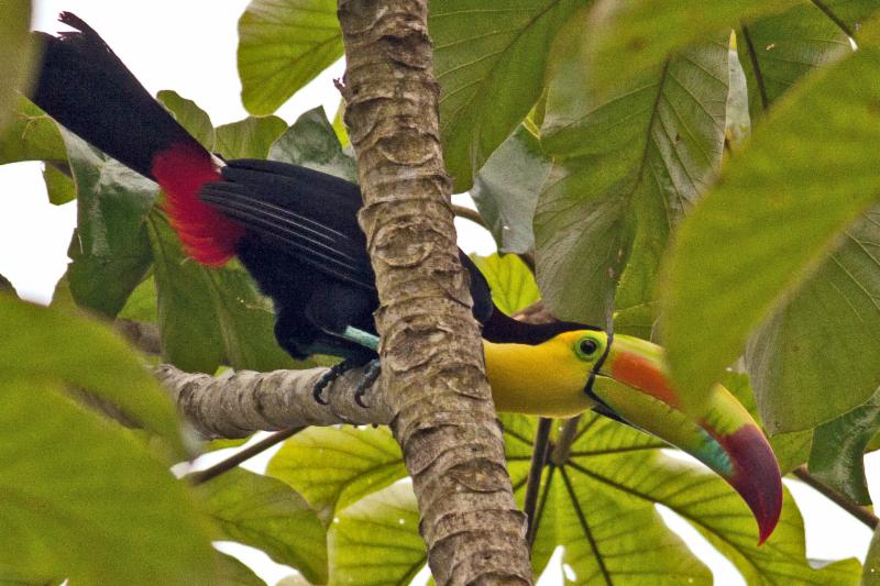 toucan