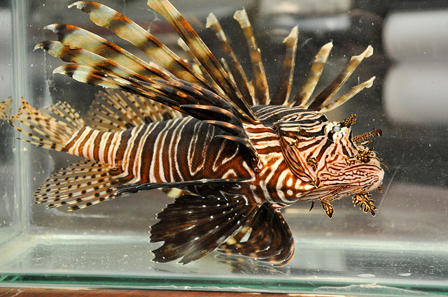 Lionfish - FWC