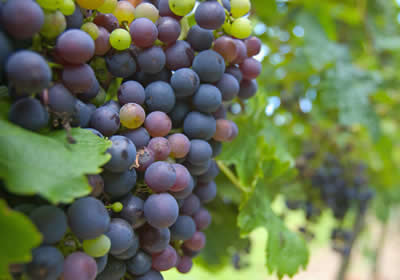 purple-grape-bunch.jpg