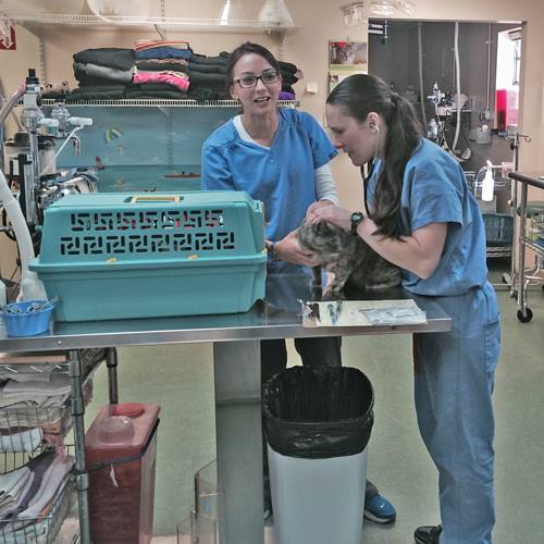 The first Saturdays of the Healthy Pets Program have gone well, with