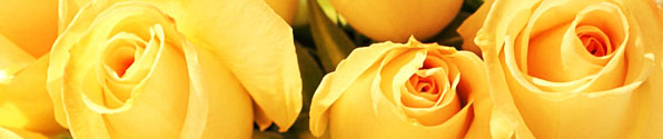 yellow-roses-banner.jpg