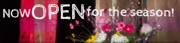 flowers-curtain-banner.jpg