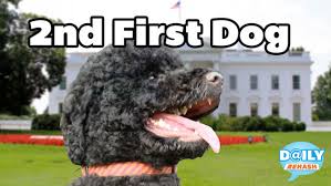 Sunny at White House