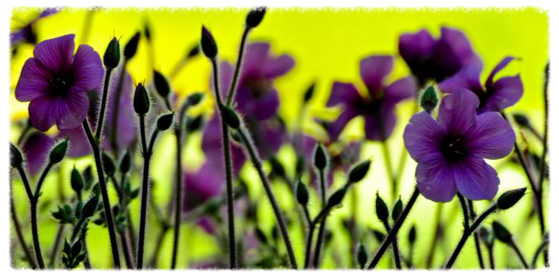 Image for Palm Sunday reflection by S. Sheehan