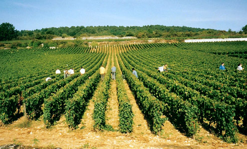 Latour Giraud Vineyard