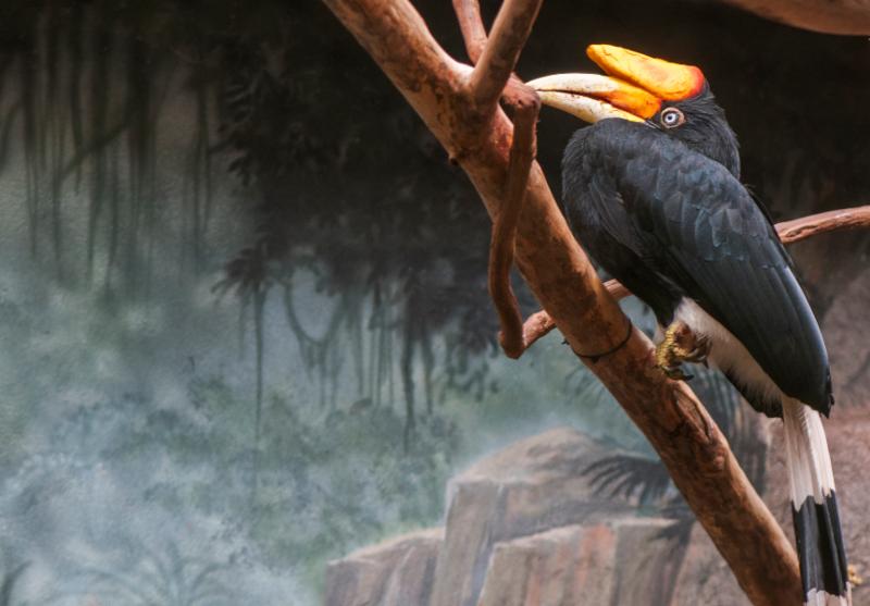 zoo shoot toucan