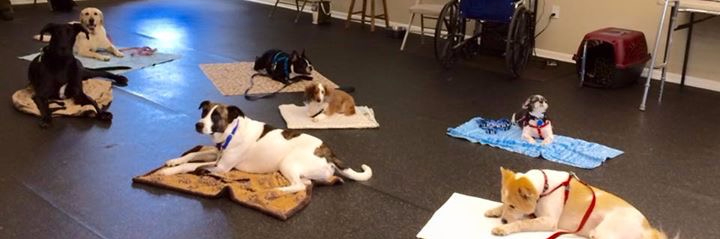 complex pet therapy training