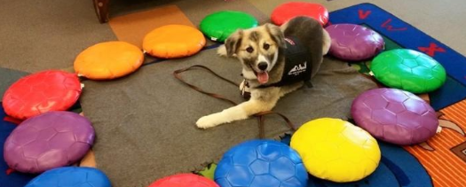 Ella Bow Wow Reading