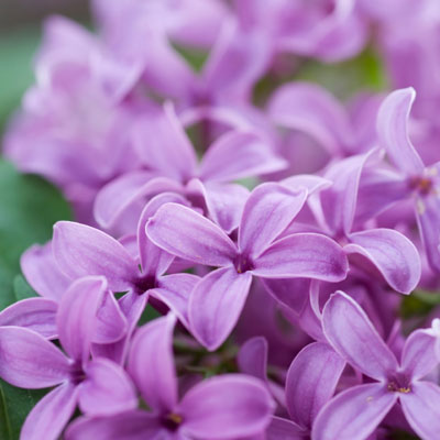 Fragrance Oil - Lilac