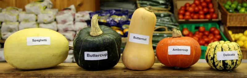 Types of Squash