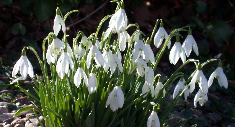 snowdrops