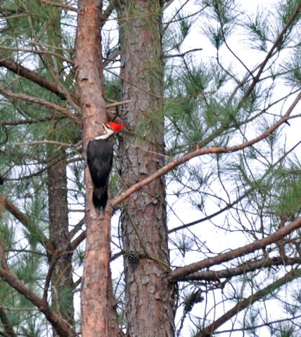 PiliatedWoodpecker