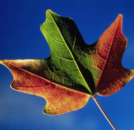 red-green-leaf.jpg