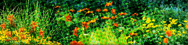 colorful-flowers-banner.jpg