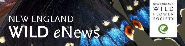 Summer banner 08