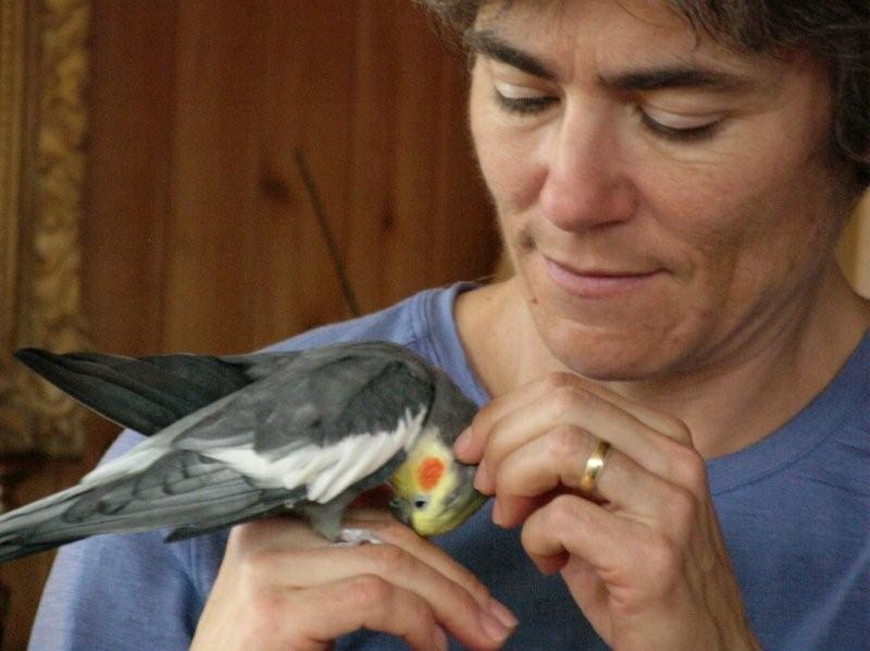 lucie cockatiel