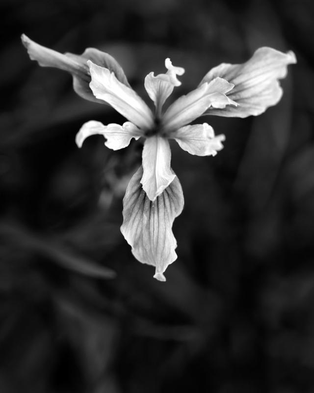 copy right Mark Comons - ONE TIME USE