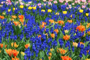 tulips2