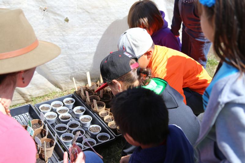Planting seeds in Cannon Ball.
