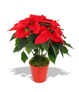 Poinsettia