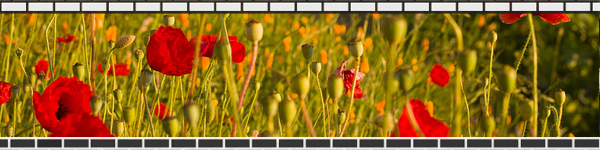 bricks_flowers.jpg