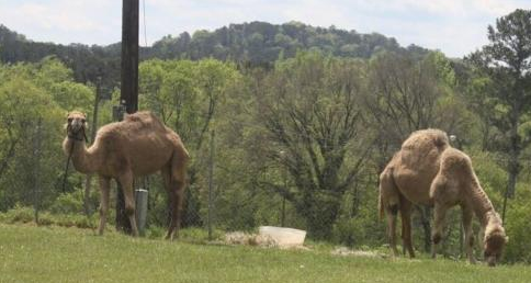 Camels at fairgrounds