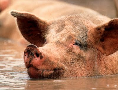 Happy Pig