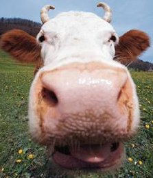 close up cow