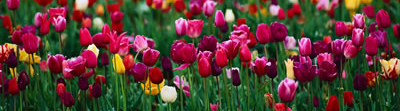 colorful-tulip-field.jpg