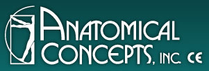 Anatomical Concepts, Inc.