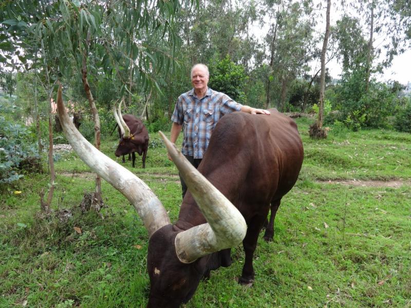 Dave Bellma and a Traditional Kings Cow