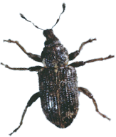 Weevil