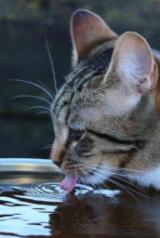 Thristy Cat