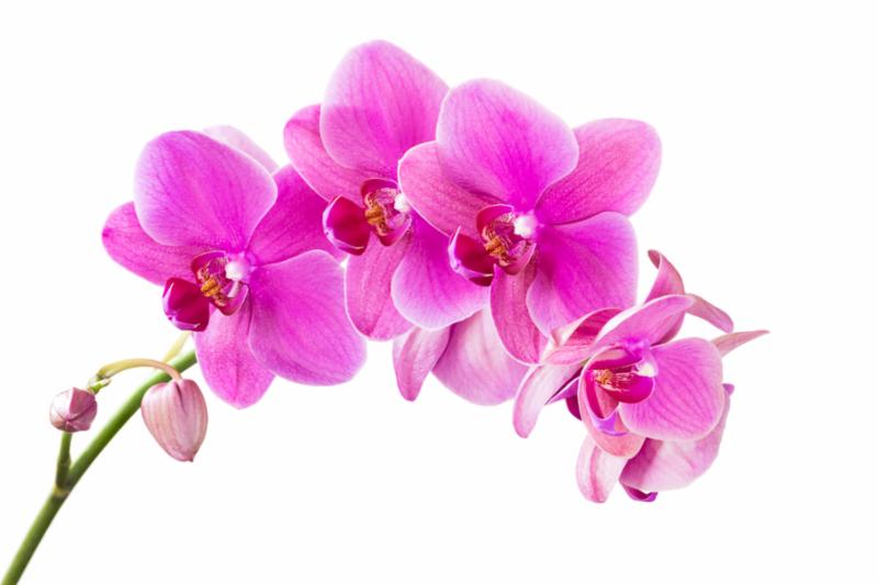 pink_orchid.jpg