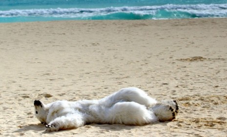 Beach Bear