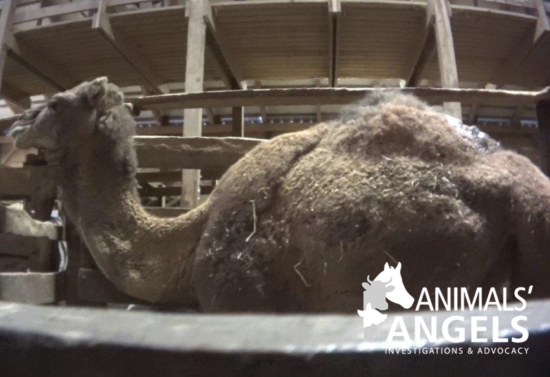 Auctions In Ohio >> camel at Mt. Hope auction Auctions In Ohio >> camel at Mt. Hope auction
