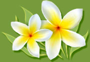 yellow-flower.jpg